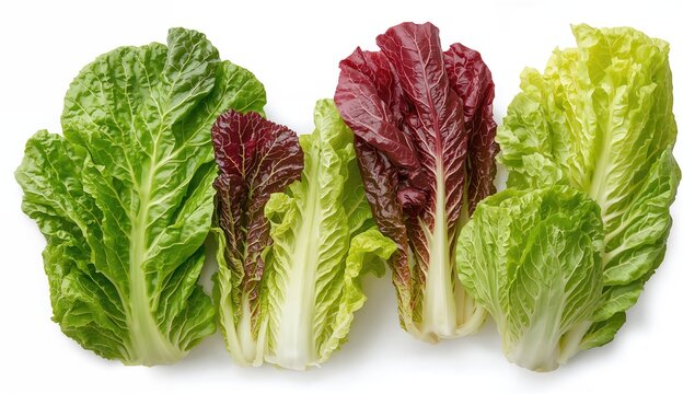 Red and green lettuce displayed separately on a white backdrop