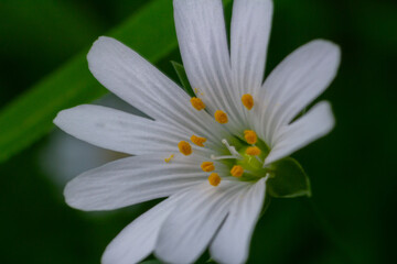 Stellaria holostea showcases delicate white petals and bright yellow stamens in a lush spring...
