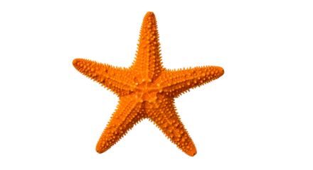 Orange starfish isolated on transparent background