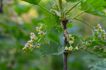 Unripe red currant berries growing on a bush in a vibrant garden during the early summer months showing fresh greenery and developing fruit