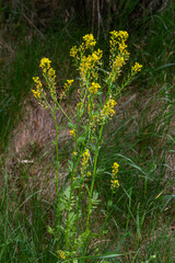 Tall Bunias orientalis plants with bright yellow flowers growing in a grassy area during springtime