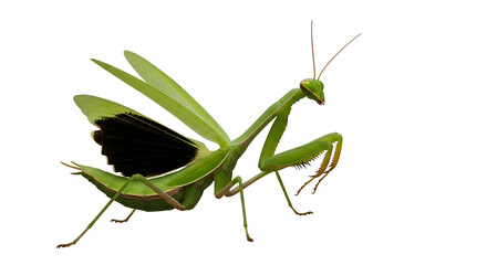 Praying mantis insect isolated transparent background