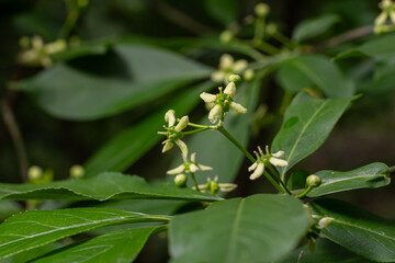 Beautiful display of euonymus verrucosus featuring small yellow-green flowers and dark green leaves in a natural setting
