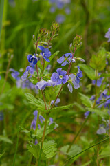 Beautiful blooming Veronica chamaedrys showcasing delicate blue-purple flowers in a vibrant meadow during spring season