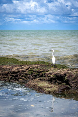 Piedade Beach, Jaboatao, Pernambuco - Brazil