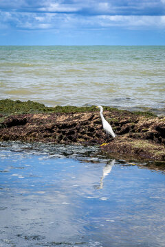 Piedade Beach, Jaboatao, Pernambuco - Brazil
