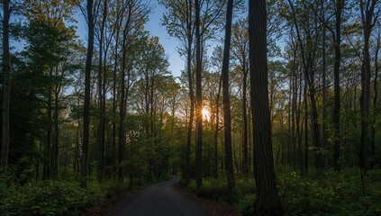 Fototapeta premium Scenic view of a forest featuring tall trees and sunlight filtering through, highlighting the beauty of nature