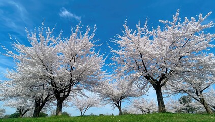 Beautiful scene of multiple trees adorned with white cherry flowers