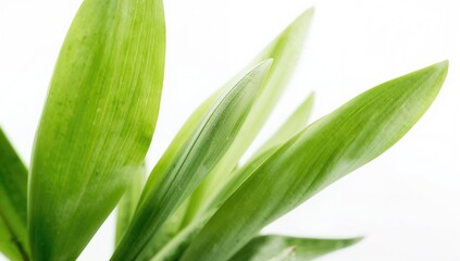 Obraz premium Fresh green pandan leaves on a white backdrop, used in culinary preparations