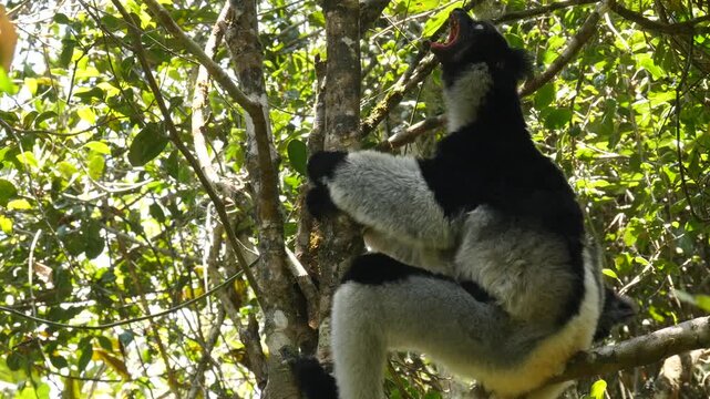 Lemur indri with baby sits in the tree, answers the calling of his fellows  27