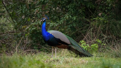 Obraz premium The vibrant male peacock displaying its feathers in a wildlife sanctuary