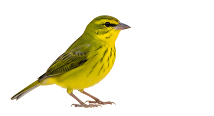 Yellow bird with transparent background
