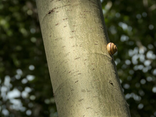 Tiny snail climbs pale birch trunk in soft forest light. Macro view of nature's quiet journey with dreamy bokeh backdrop.