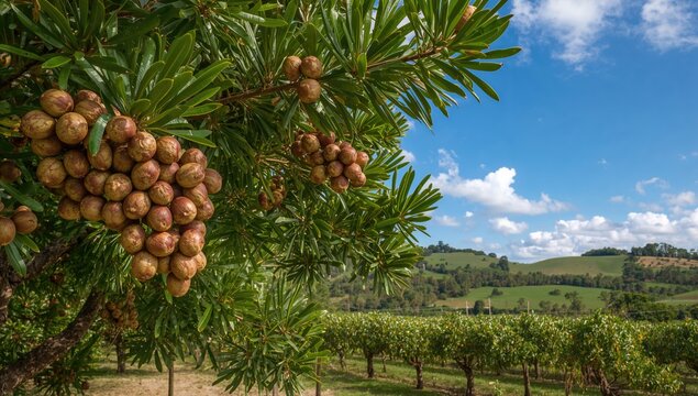 Evergreen tree bearing macadamia nuts in a lush plantation setting, showcasing nature's bounty and healthy fruit farming