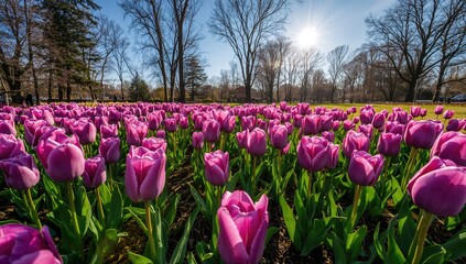 Beautiful Purple and Pink Tulips blooming in a garden during spring, seasonal celebration of flowers
