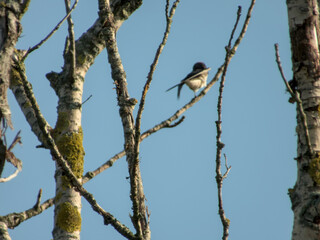House martin perched on bare birch branch with moss against clear blue sky in springtime.