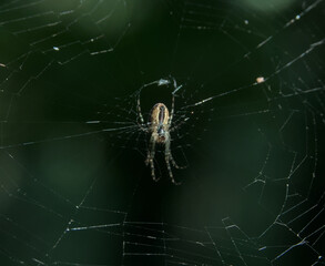 Spider hanging upside down in center of intricate orb web against blurred green background.