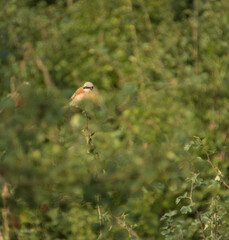 Red-backed shrike perched on twig in dense green foliage, camouflaged in natural woodland setting.