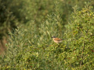 Red-backed shrike perched on bush amid lush green foliage with red berries in natural habitat.