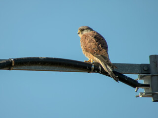 Kestrel perched on curved black pole against vast blue sky, alert raptor surveying from above.