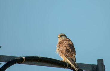 Common kestrel perched on metal beam against clear blue sky, vigilant raptor in urban setting.
