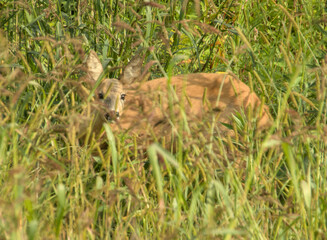 Roe deer fawn camouflaged in tall meadow grass, alert eyes peeking through.