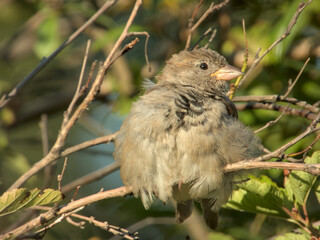 Fluffy young sparrow perched on thin branch amid green foliage.