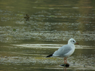Lone seagull standing in shallow, rippled water with soft reflections. Calm, minimalist wildlife moment.