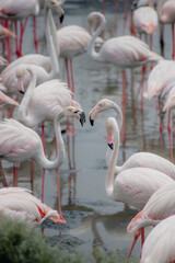 Close-up of flamingos interacting at Ras Al Khor Reserve, Dubai