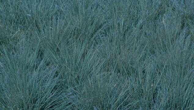 Festuca glauca, a flowering plant in the Poaceae family, is an evergreen perennial with ornamental appeal, suitable for landscaping.