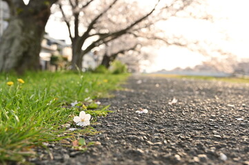 Fallen Cherry Blossom Petal on a Path, 散った桜の花びらと道と芝生