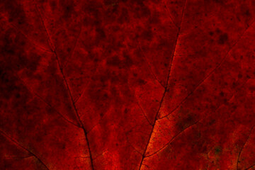 red leaf texture