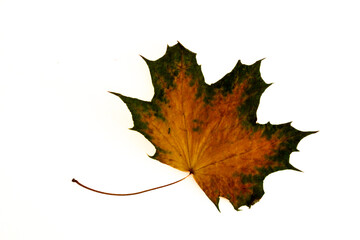 autumn maple leaf