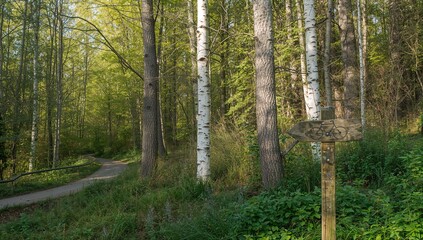 Fototapeta premium Bike sign next to a birch tree