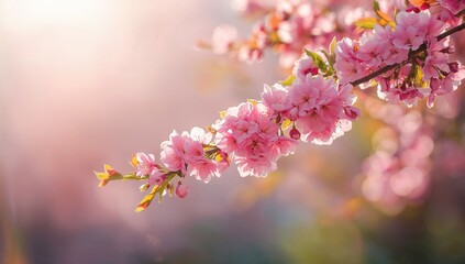 Obraz premium Sunny spring day with a blooming cherry blossom branch against a soft-focus backdrop, leaving room for text.