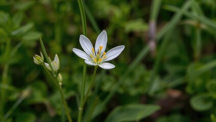 Fototapeta premium Vibrant Ornithogalum kochii flower in bloom, showcasing its unique structure and natural beauty, seasonal change