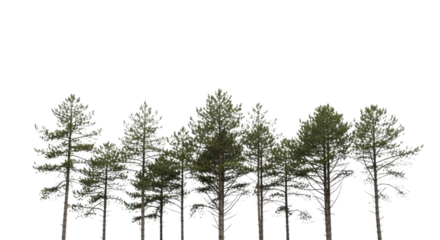 Group of pine trees transparent background cutout png