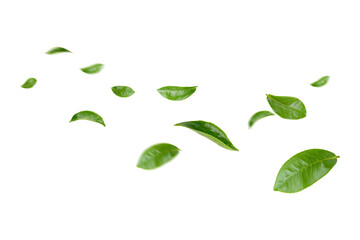 Green Leaves Floating Isolated on Transparent Background png