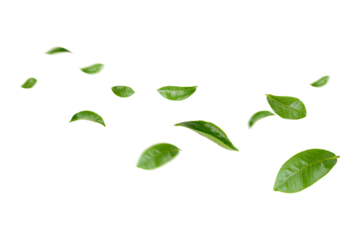 Green Leaves Floating Isolated on Transparent Background png