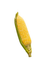 Fresh corn cob with husk and kernels isolated on transparent background, ideal for food design,...