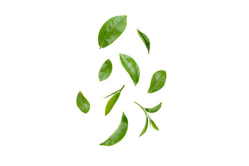 Green Leaves Floating Isolated on Transparent Background png