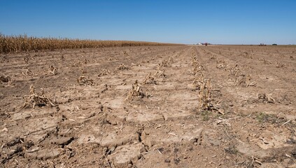 Barren soil and drought conditions in a cornfield, erosion risk