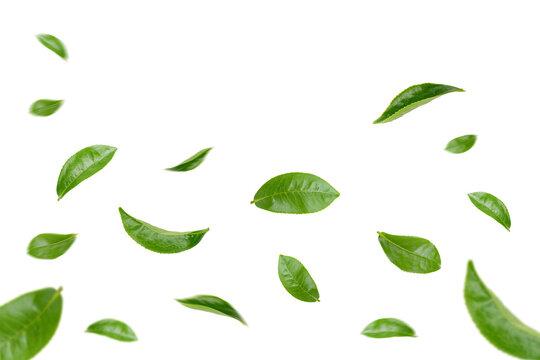 Green Leaves Floating Isolated on Transparent Background png