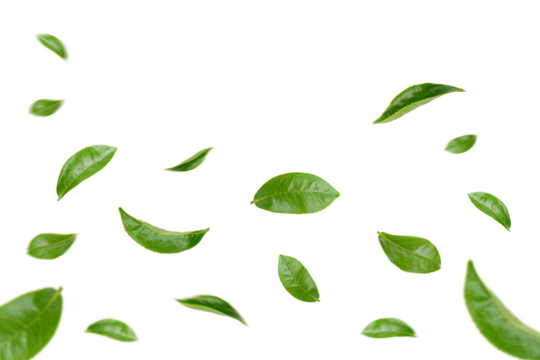 Green Leaves Floating Isolated on Transparent Background png