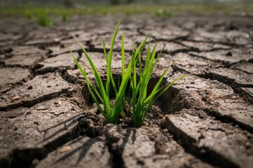 Dry riverbed with cracked mud and patches of green grass indicating drought conditions