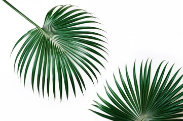 Obraz premium Isolated White Background Featuring Tropical Palm Leaves with Space for Text