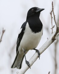 Black and white magpie perched on a bare branch, looking upwards