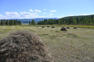 Green meadow with harvested haystacks in a mountainous area