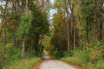 Country gravel road lined with autumn trees in warm yellow and orange tones