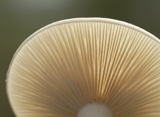 Close up view of white mushroom gills with sunlight highlighting delicate textures and intricate patterns in a natural forest setting
